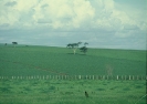 plantação de cana de açúcar