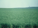 plantação de cana de açúcar