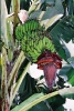 Frutas