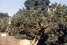 Frutas