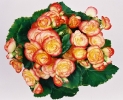 Paisagens / Plantas
