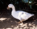 Pato