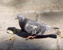 Pomba